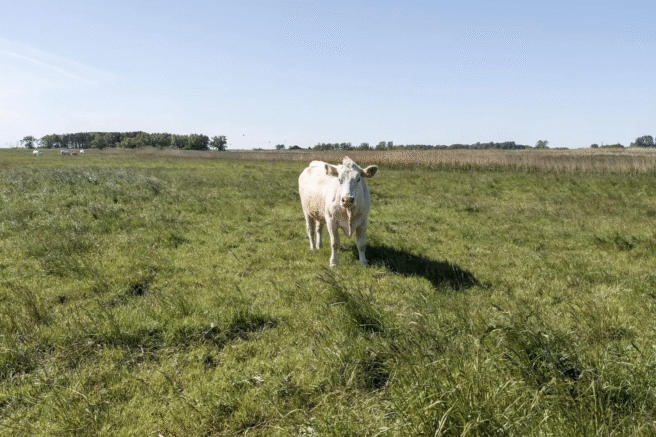 Fotografia: Matti Blume, CC-BY-SA (źródło: animalia.bio)